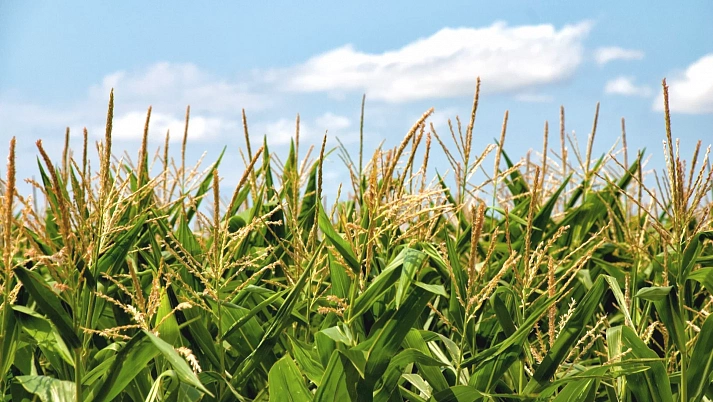 Густота посевов и еще три фактора, от которых зависит урожай кукурузы