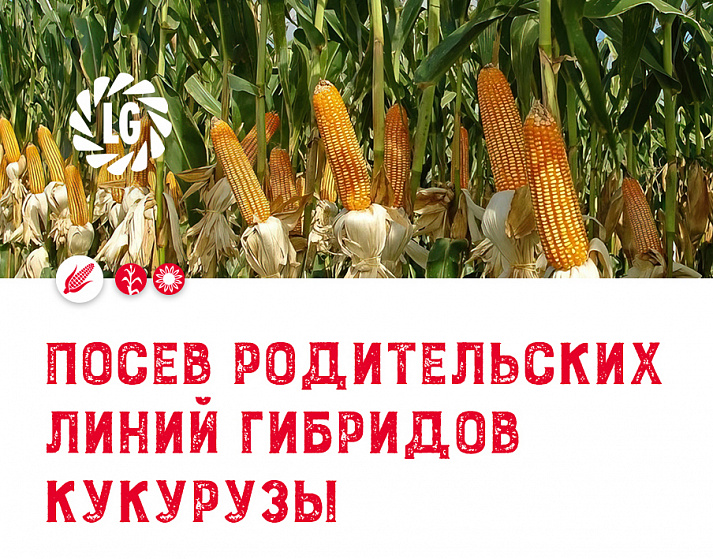 Посев гибридов кукурузы / Семена кукурузы российского производства