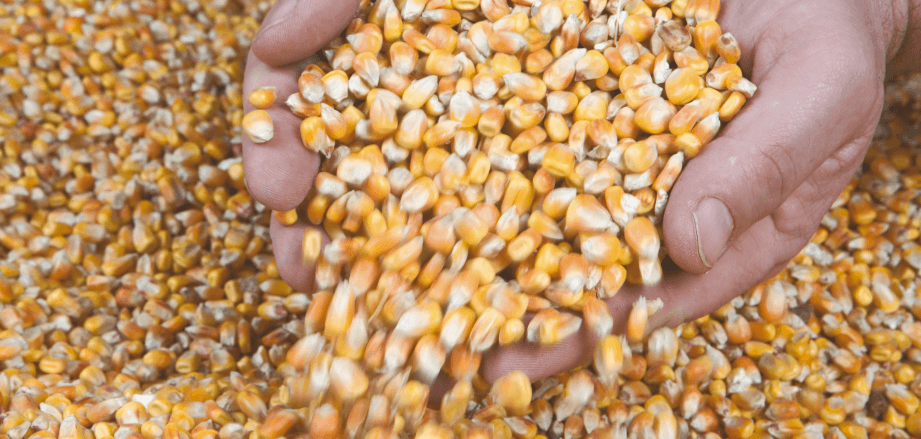 Кукуруза на зерно