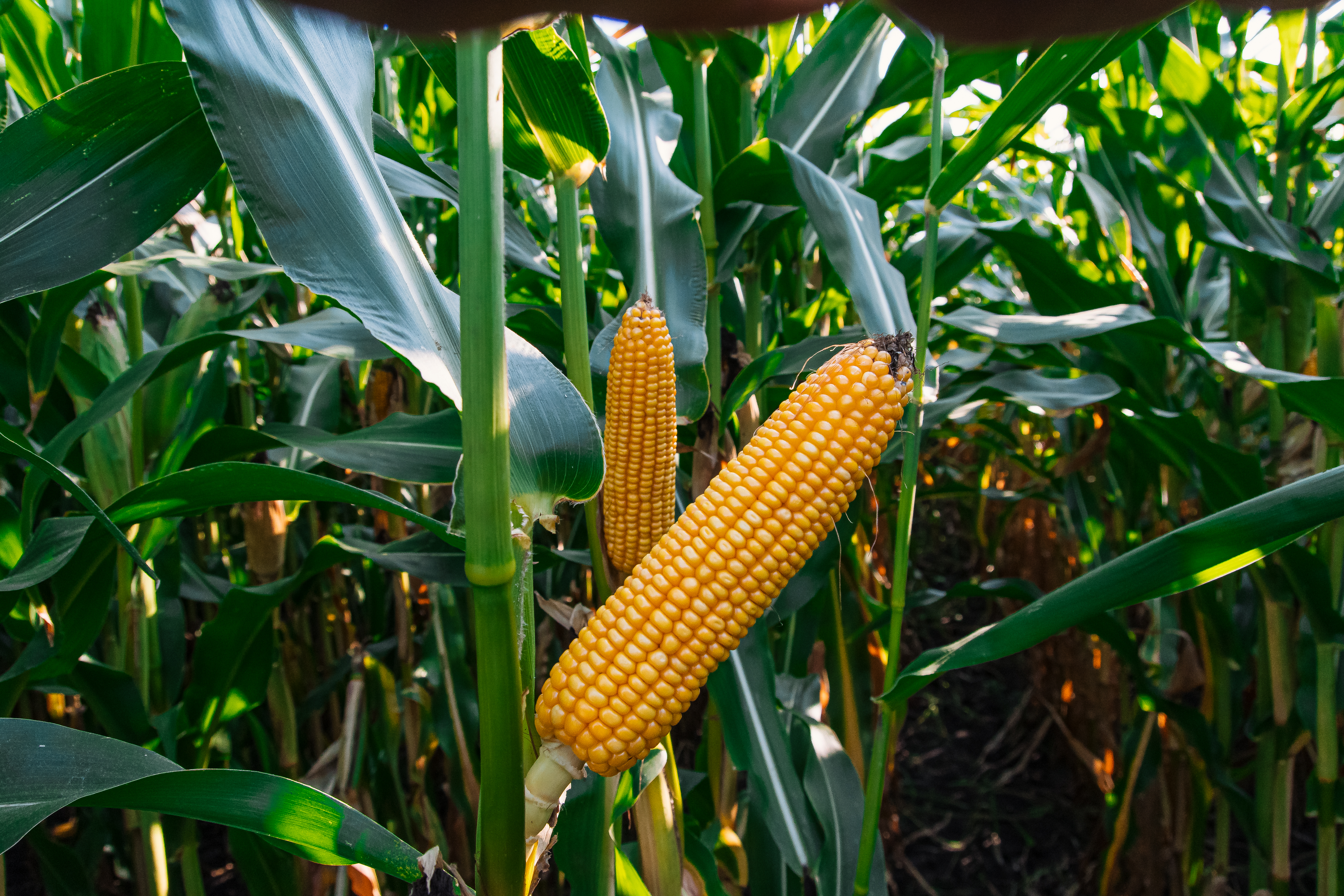 Компания "Лимагрен" зарегистрировала 2 новых гибрида кукурузы