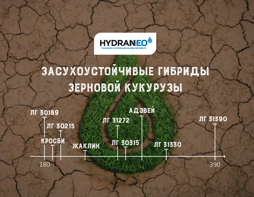 hydraneo - Засухоустойчивые гибриды кукурузы 