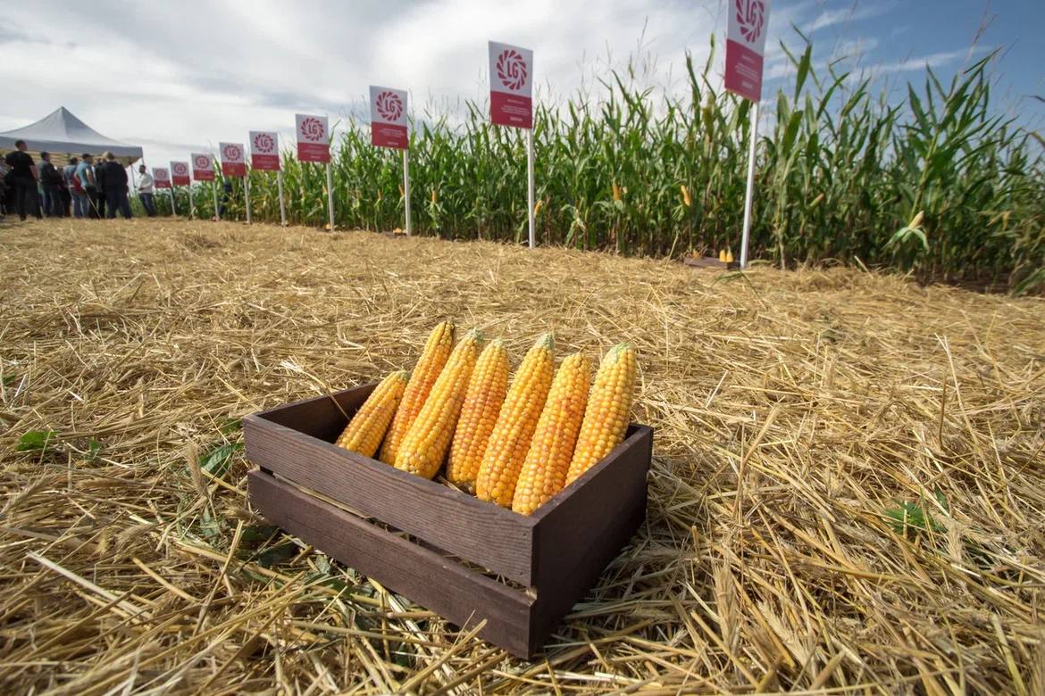 Как демоцентры кукурузы помогают аграриям выбирать оптимальные гибриды