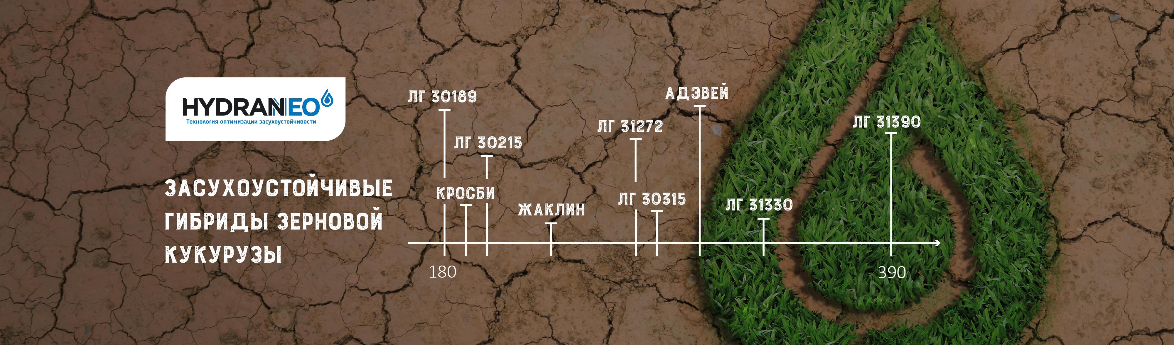 hydraneo - Засухоустойчивые гибриды кукурузы 