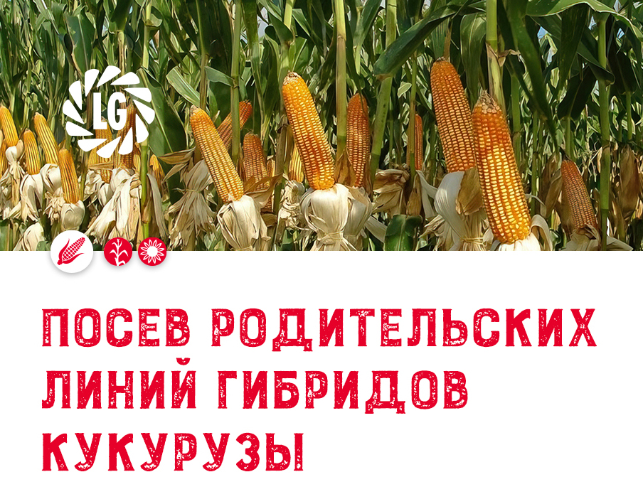 Посев гибридов кукурузы / Семена кукурузы российского производства
