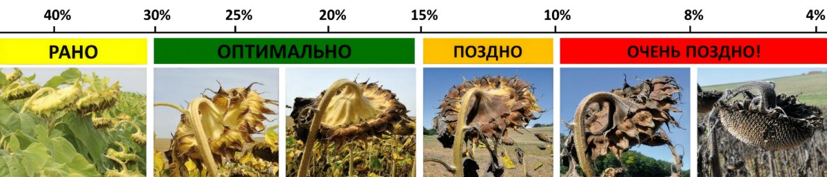 Схема определения оптимальных сроков десикации подсолнечника