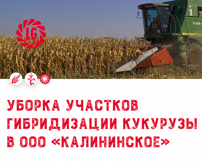 Уборка участков гибридизации кукурузы в ООО «Калининское»