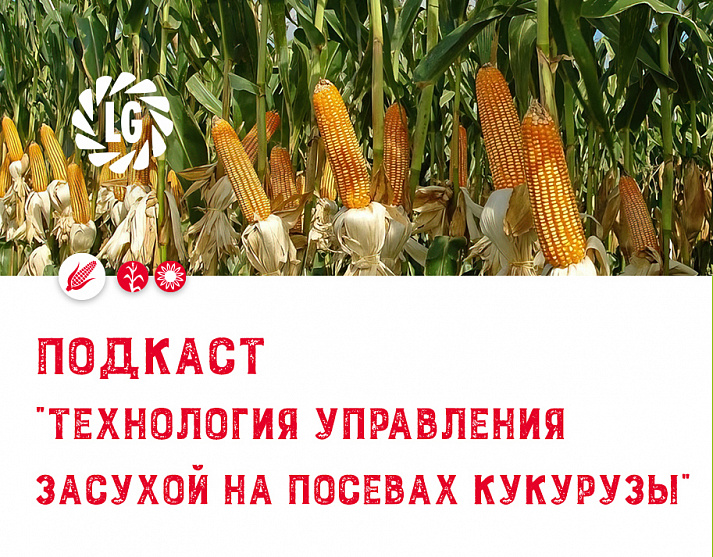 Подкаст о проблемах засухи / Технология управления засухой на посевах кукурузы